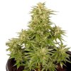 Royal Critical Auto de Royal Queen Seeds
