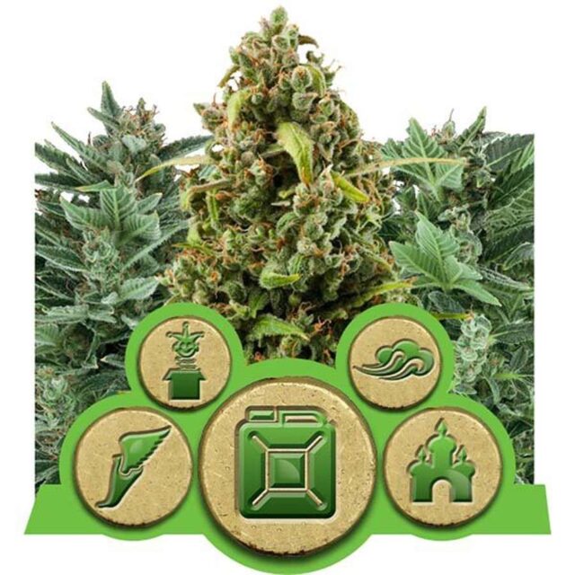 Mix Autoflorecientes de Royal Queen Seeds