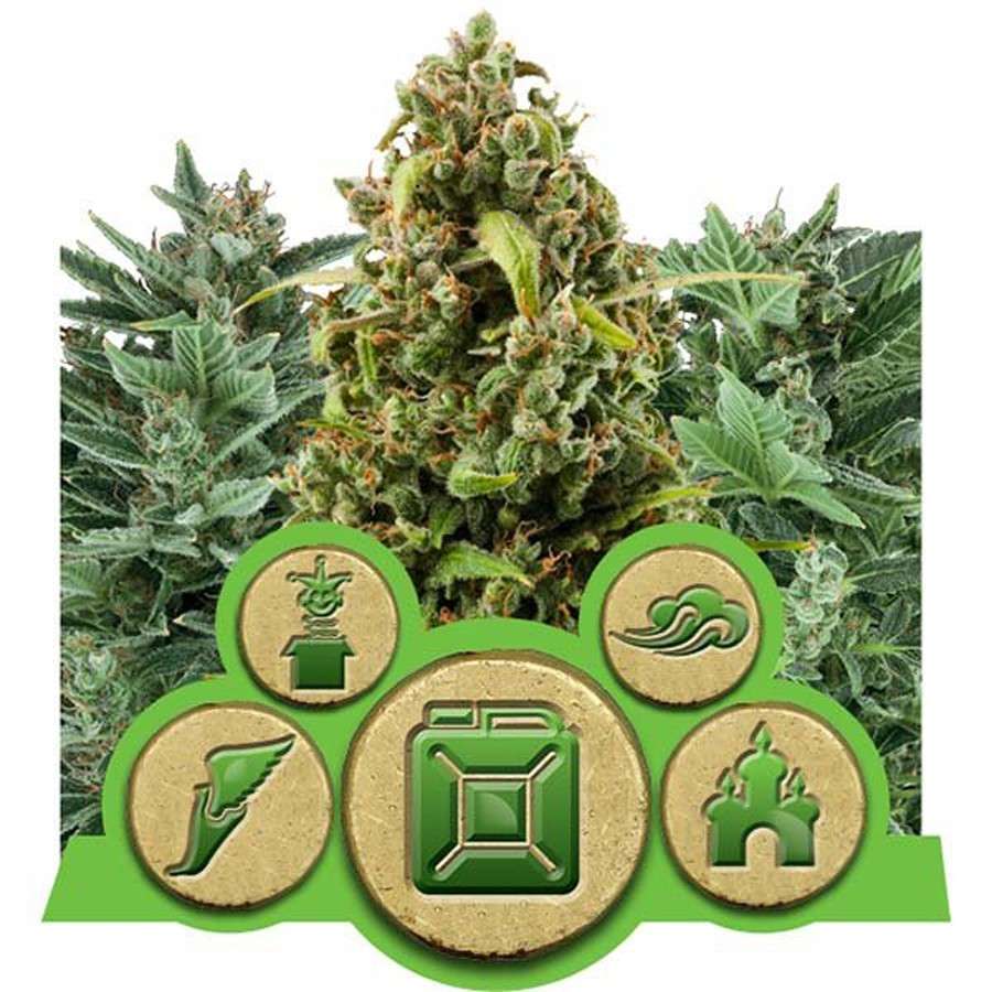 Mix Autoflorecientes de Royal Queen Seeds