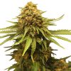 Critical feminizada de Royal Queen Seeds