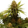 Critical feminizada de Royal Queen Seeds