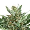 Easy Bud Auto de Royal Queen Seeds
