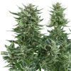 Easy Bud Auto de Royal Queen Seeds