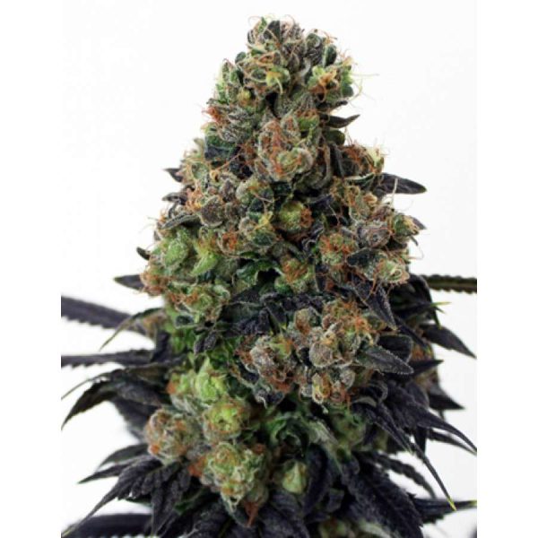 Acid Dough feminizada de Ripper Seeds
