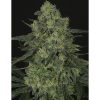 Criminal+ feminizada de Ripper Seeds