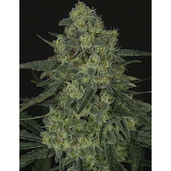 Criminal+ feminizada de Ripper Seeds