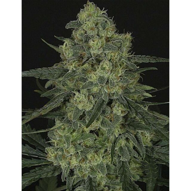 Criminal+ feminizada de Ripper Seeds