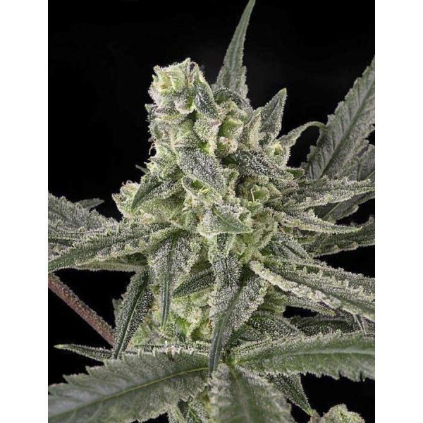 Old School feminizada de Ripper Seeds