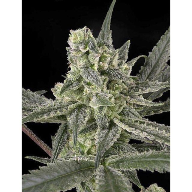 Old School feminizada de Ripper Seeds