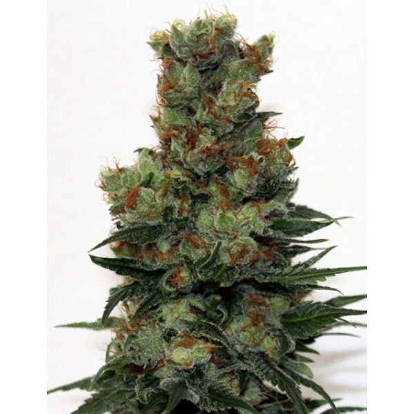 Ripper Badazz feminizada de Ripper Seeds