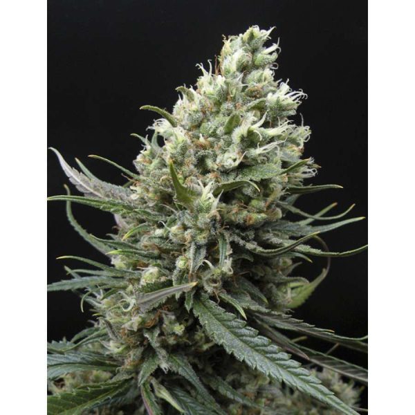 Ripper Haze feminizada de Ripper Seeds