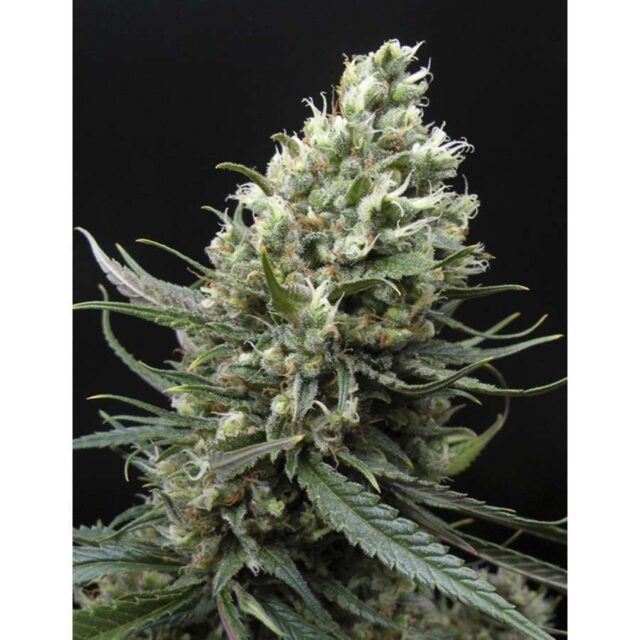 Ripper Haze feminizada de Ripper Seeds