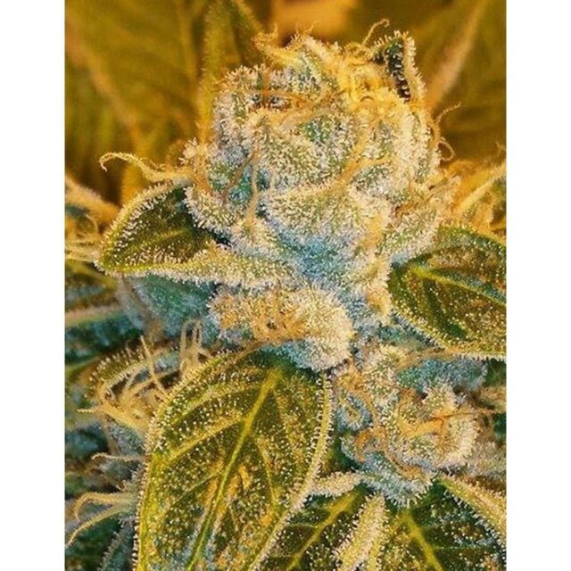 Sour Ripper feminizada de Ripper Seeds