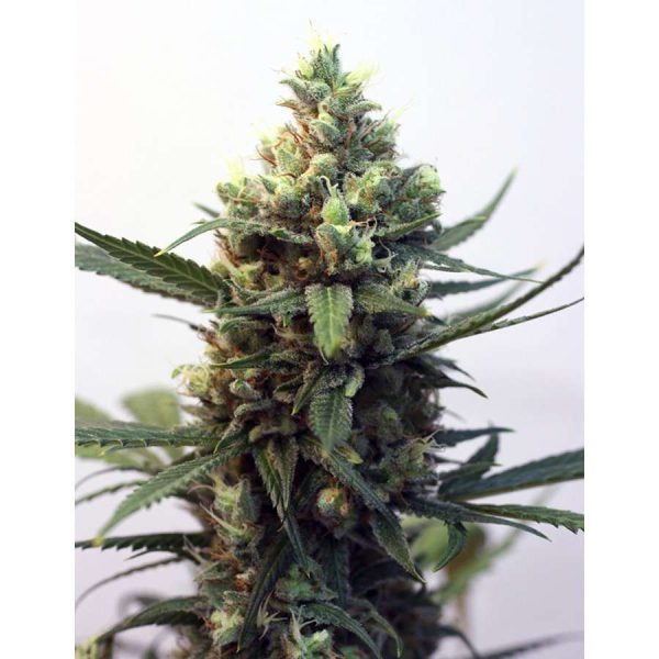 Toxic feminizada de Ripper Seeds
