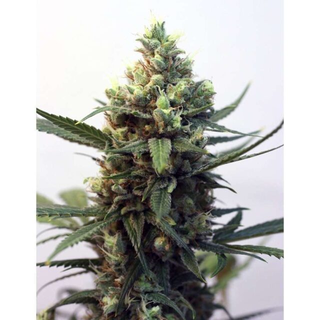 Toxic feminizada de Ripper Seeds