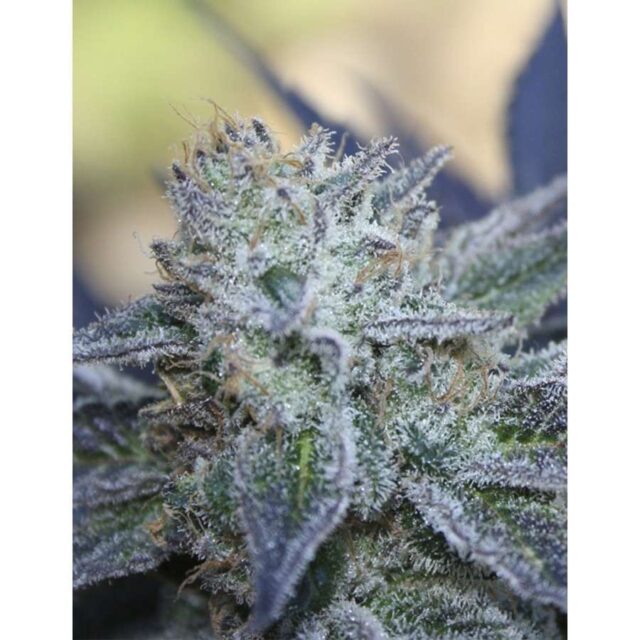 Washing Machine feminizada de Ripper Seeds