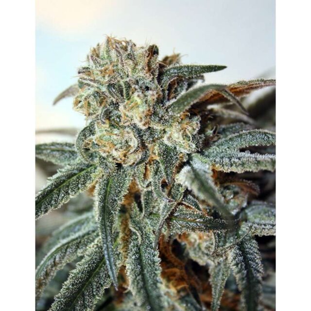 Zombie Kush feminizada de Ripper Seeds