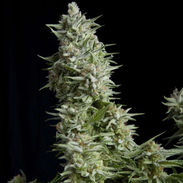 Alpujarreña feminizada de Pyramid Seeds