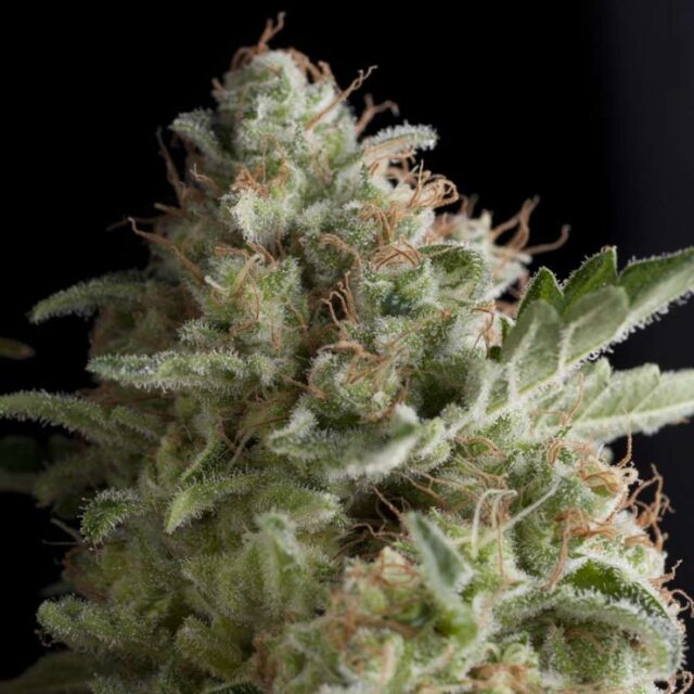 American Pie feminizada de Pyramid Seeds