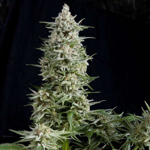 Amnesia Gold feminizada de Pyramid Seeds
