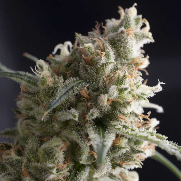 Lennon feminizada de Pyramid Seeds