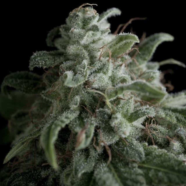 Nefertiti feminizada de Pyramid Seeds