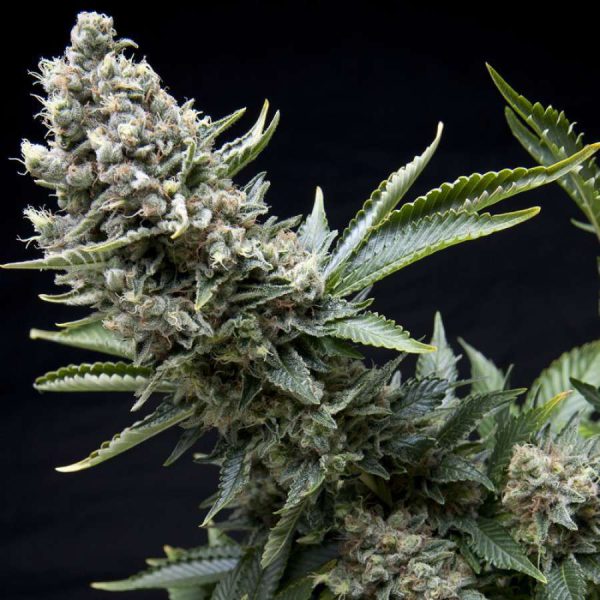 New York City feminizada de Pyramid Seeds
