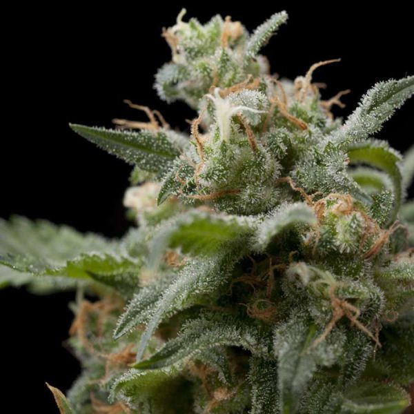 Super Hash feminizada de Pyramid
