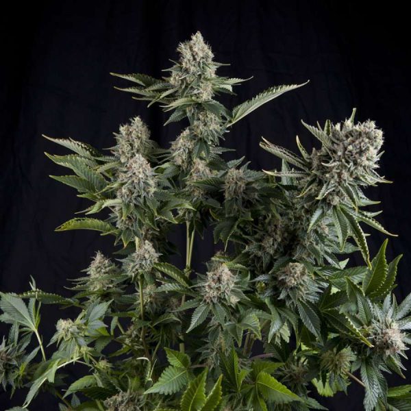 White Widow feminizada de Pyramid Seeds
