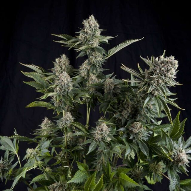 White Widow feminizada de Pyramid Seeds
