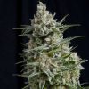 Anesthesia feminizada de Pyramid Seeds
