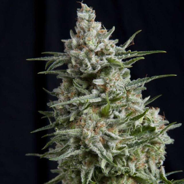 Anesthesia feminizada de Pyramid Seeds