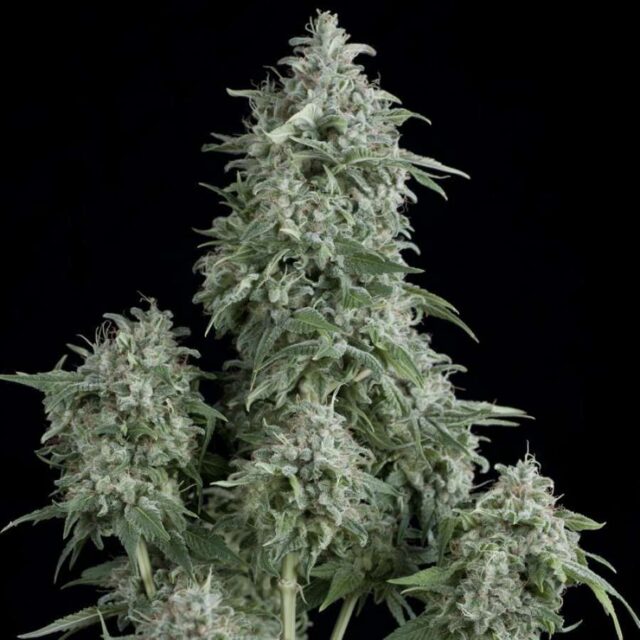 Anubis feminizada de Pyramid Seeds