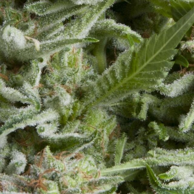 Auto Alpujarreña de Pyramid Seeds