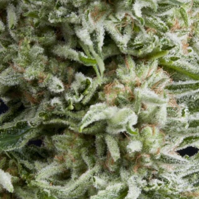 Auto Amnesia Gold de Pyramid Seeds