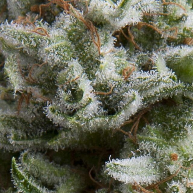 Auto Anesthesia de Pyramid Seeds