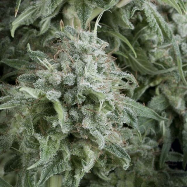 Auto Anubis de Pyramid Seeds