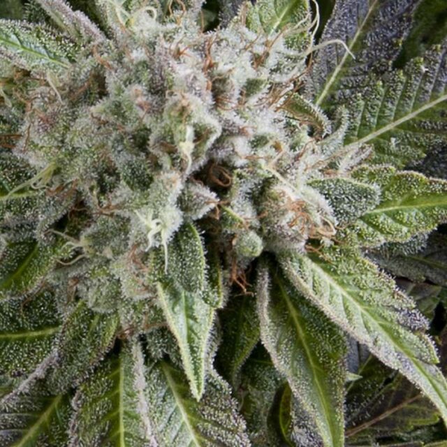 Auto Blue Pyramid de Pyramid Seeds