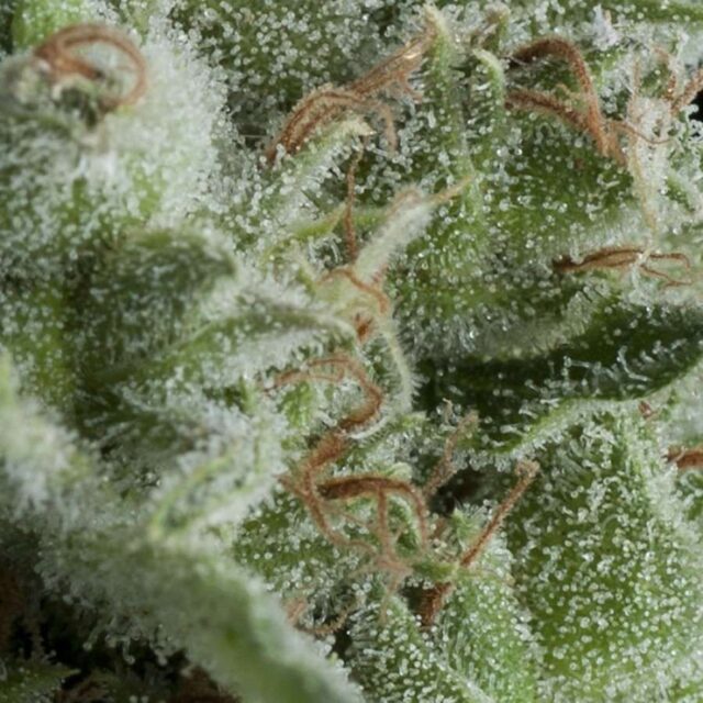 Auto Kryptonite de Pyramid Seeds