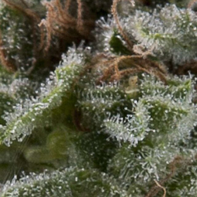 Auto Lennon de Pyramid Seeds