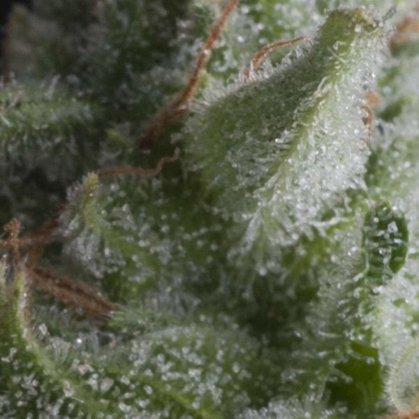 Auto Shark de Pyramid Seeds