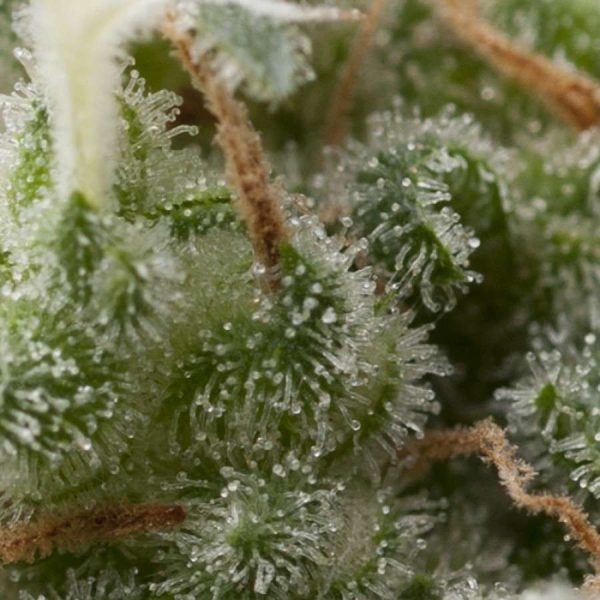 Auto Super Hash de Pyramid Seeds
