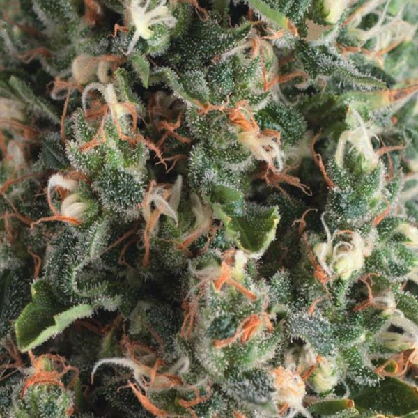 Auto Super OG Kush de Pyramid Seeds