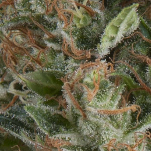 Auto Wembley feminizada de Pyramid Seeds