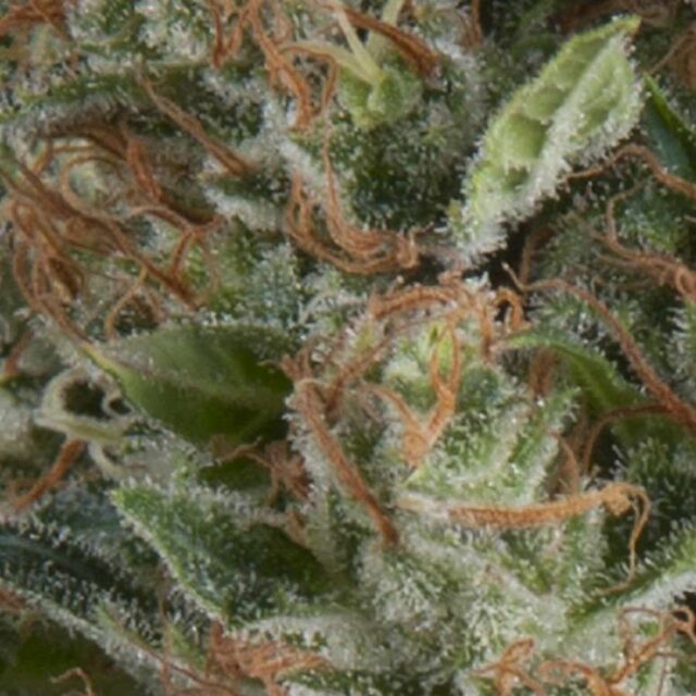 Auto Wembley feminizada de Pyramid Seeds