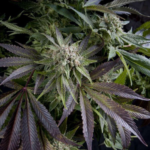 Blue Pyramid feminizada de Pyramid Seeds