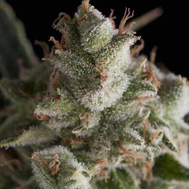 Fresh Candy feminizada de Pyramid Seeds