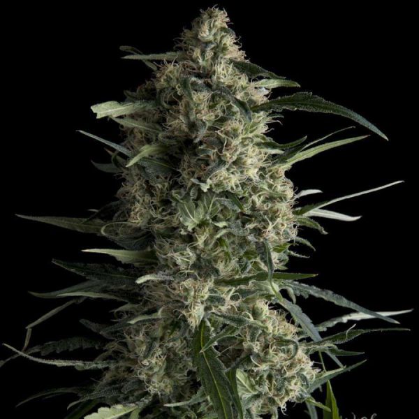 Galaxy feminizada de Pyramid Seeds