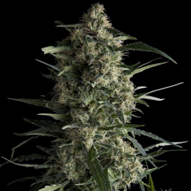 Galaxy feminizada de Pyramid Seeds