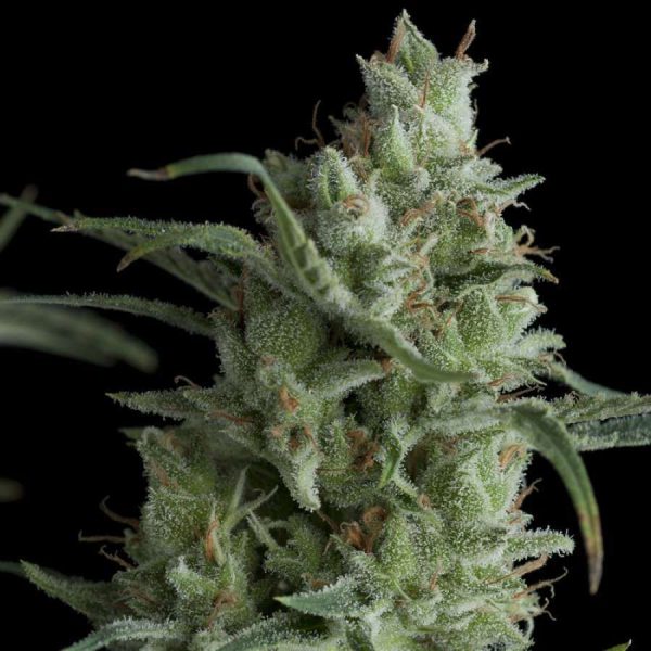 Kryptonite feminizada de Pyramid Seeds